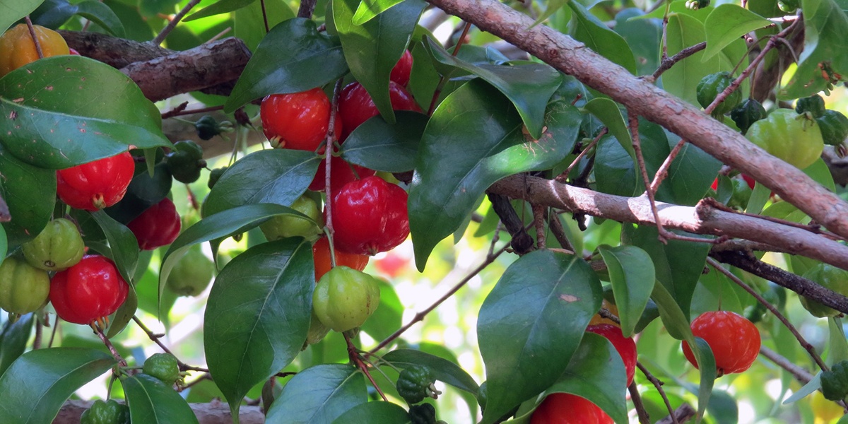 Surinam Cherry