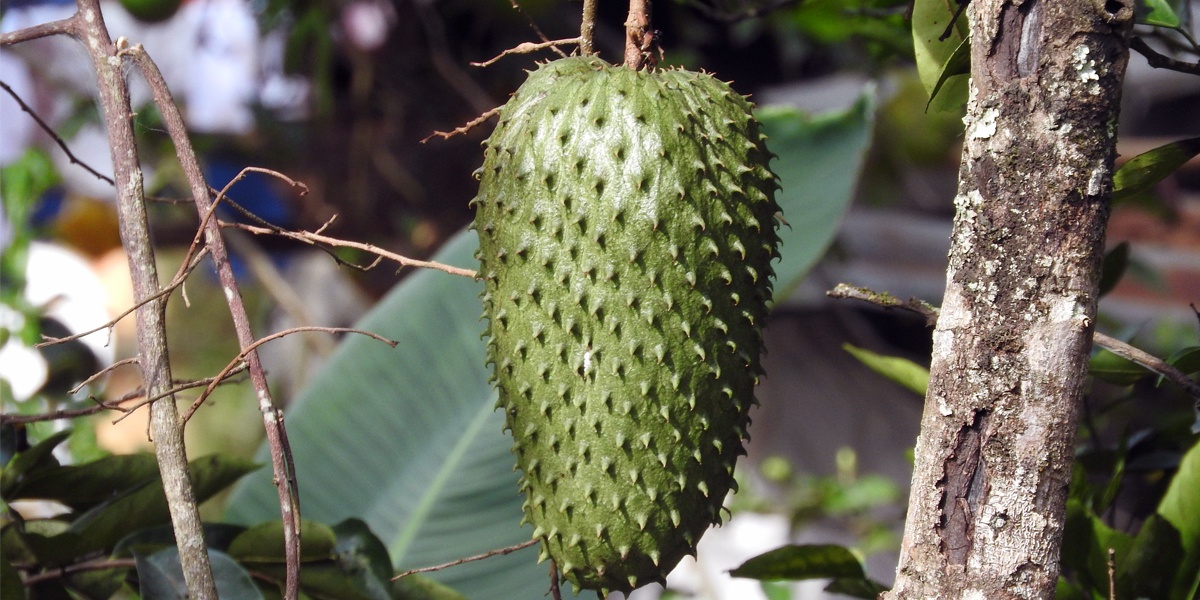 Guanabana