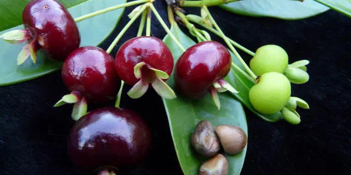 Brazilian-Cherry